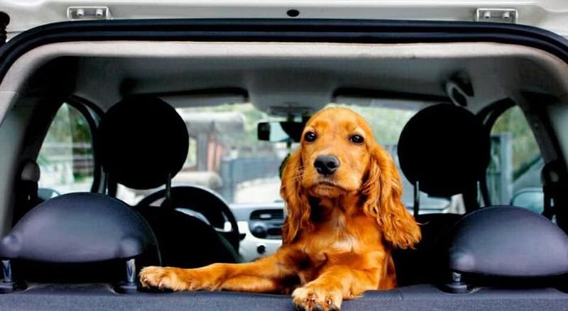 Getting Your Pet Around Singapore Is a Breeze Thanks to These Pet Taxi Services