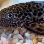 Exploring Freshwater Bottom Feeder Fish: The Unsung Heroes of Aquarium Maintenance