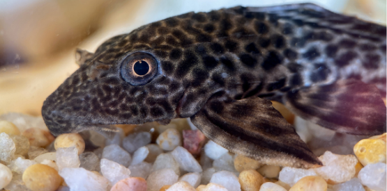 Exploring Freshwater Bottom Feeder Fish: The Unsung Heroes of Aquarium Maintenance