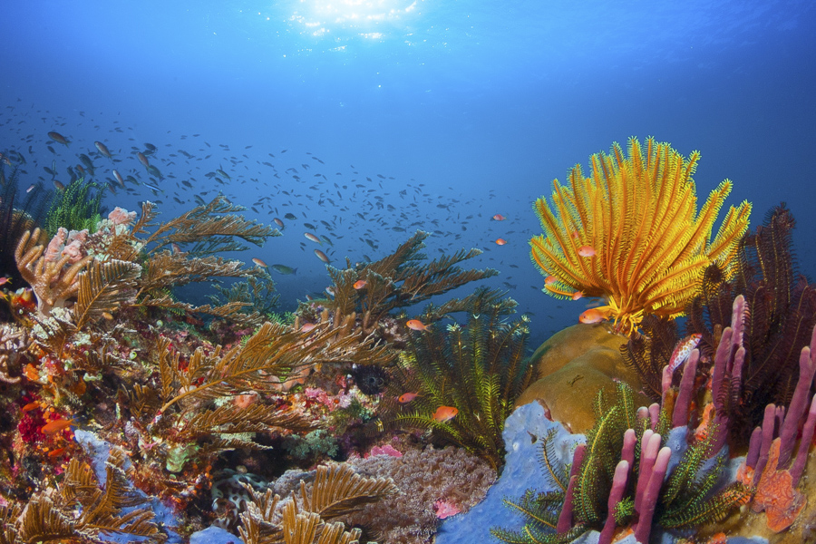 the effects on coral bleaching
