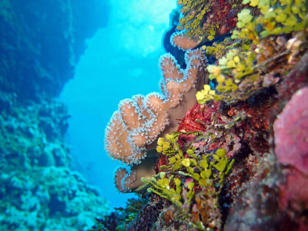 How ocean warming increases the risk of coral bleaching