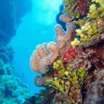 How ocean warming increases the risk of coral bleaching