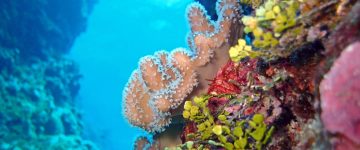 How ocean warming increases the risk of coral bleaching