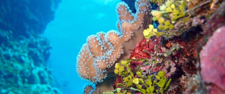How ocean warming increases the risk of coral bleaching